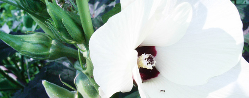 オクラの花