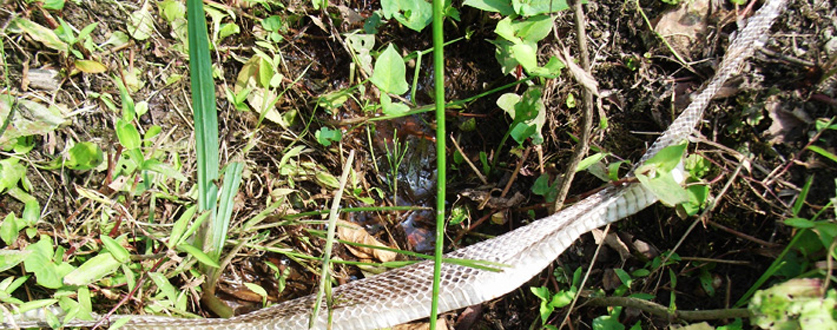 蛇の抜け殻