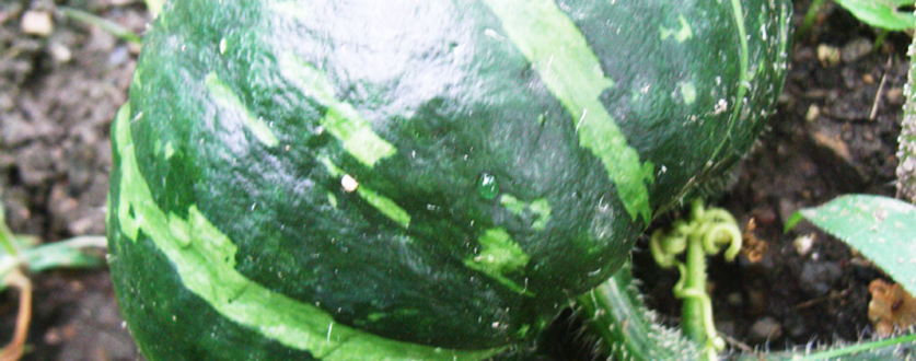 食べごろをうかがうミニカボチャ