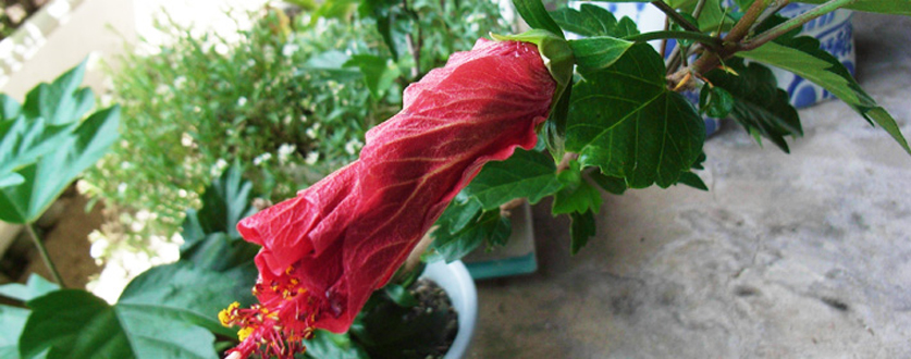 わずか、1日の命