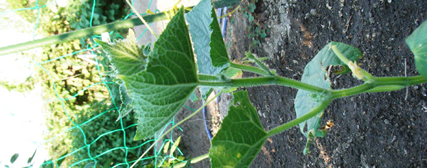 7月末に蒔いたキュウリ