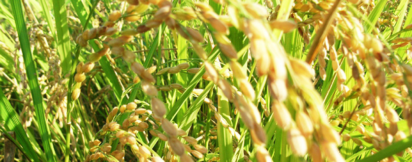 黄色く色付き始めた稲穂