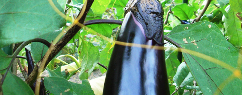 おいしそうな秋茄子も、たくさん実っています。