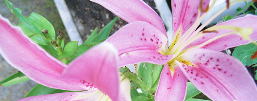 プランターのユリです。