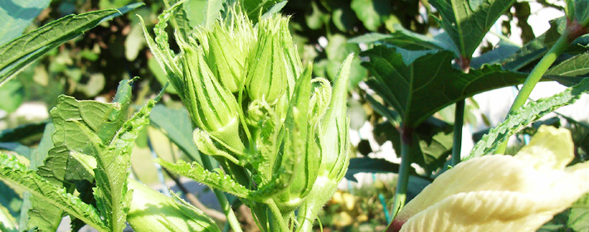 オクラのつぼみ