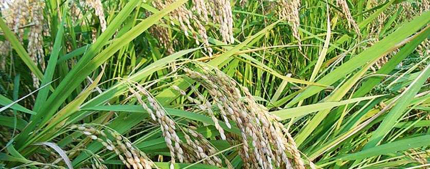 本年度の穂を実らせた稲