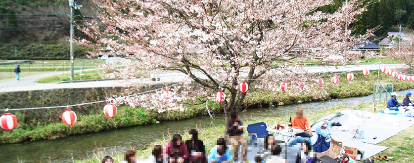後川でのお花見風景