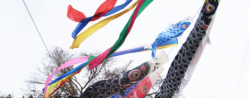 後川の鯉のぼり
