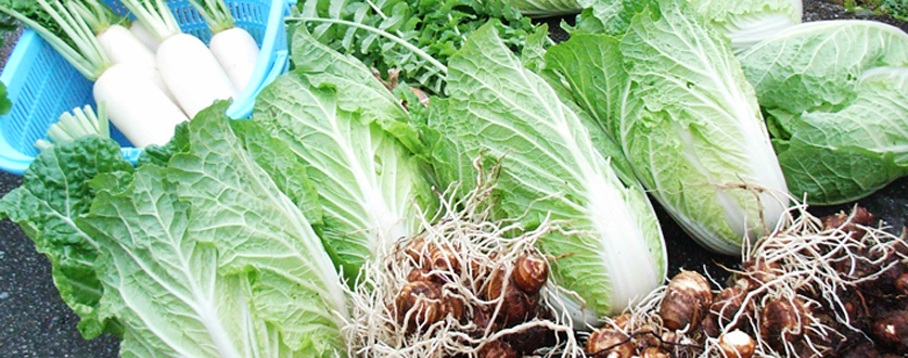 篠山市後川の冬野菜