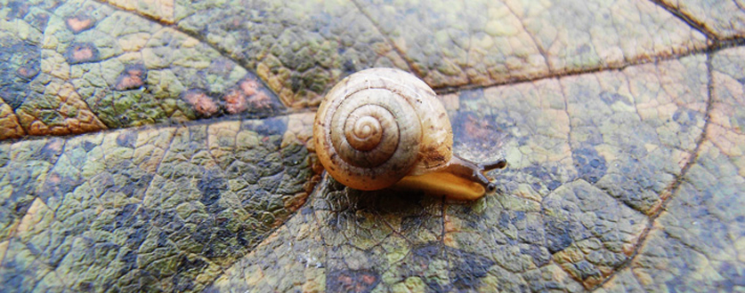 幼いカタツムリ