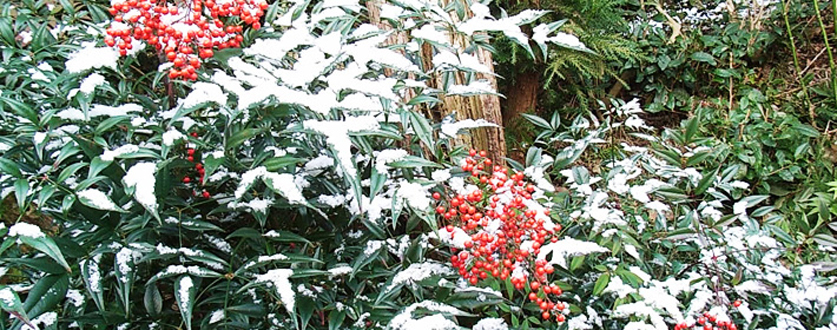 真っ白な雪に南天の赤が美しい