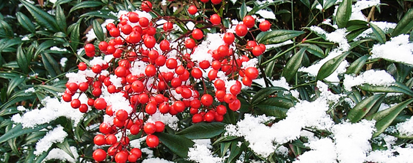 真っ白な雪に南天の赤が美しい