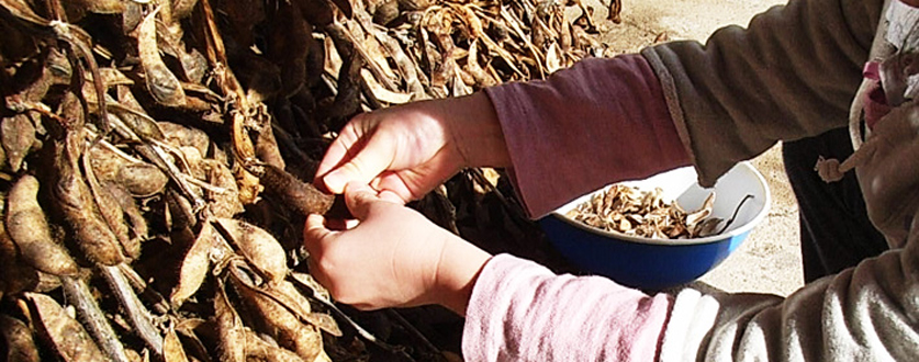 丹波篠山の後川黒豆