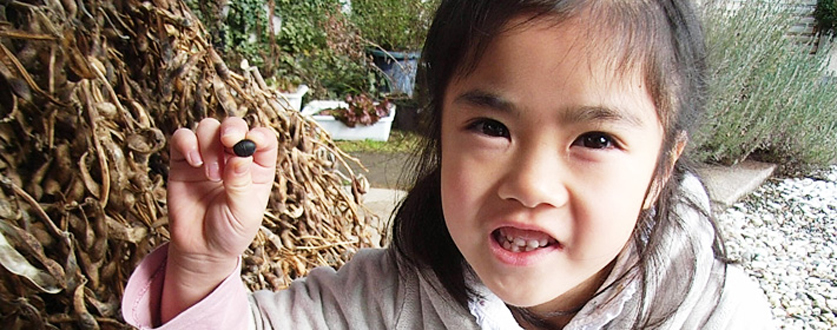 丹波篠山の後川黒豆