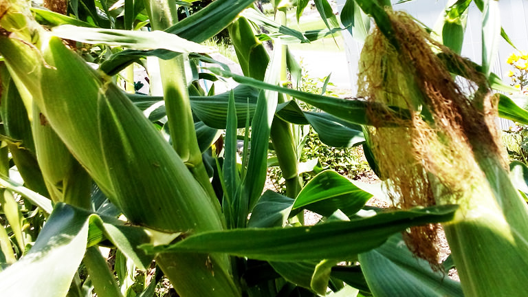 最近、トウモロコシも食べごろになったので収穫！