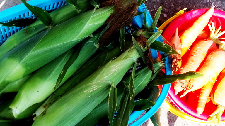 収穫したトウモロコシ