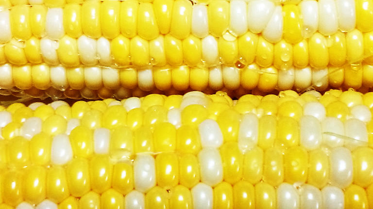 丸裸のトウモロコシ