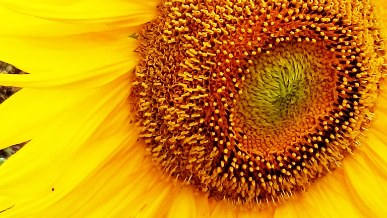 猛暑のひまわり