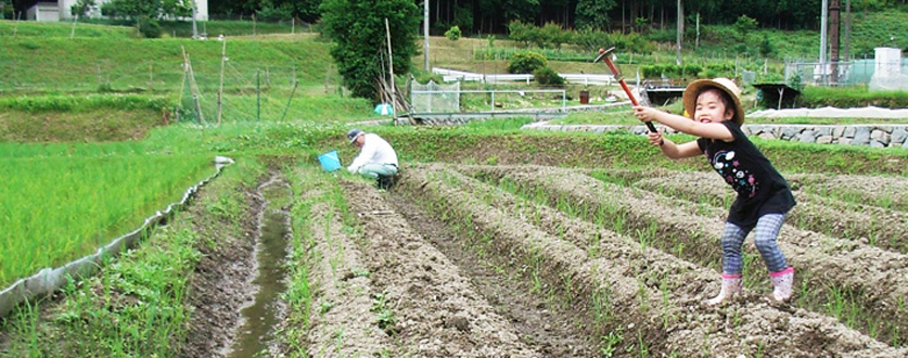 黒大豆枝豆の苗を植えました