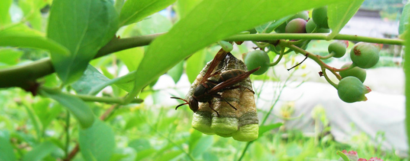 スズメバチでしょうかね〜？