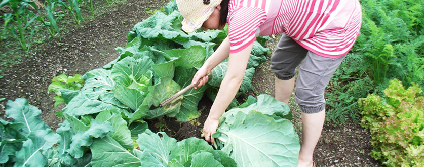 お野菜の収穫