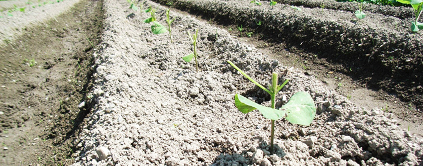 黒大豆枝豆の苗を植えました