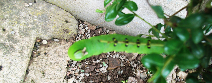 アゲハチョウの幼虫〜？
