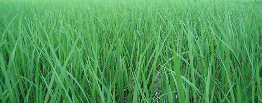 2012年度産の新米も順調に育っています！