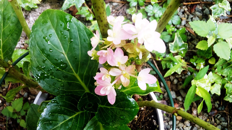 梅雨と勘違いしたアジサイ