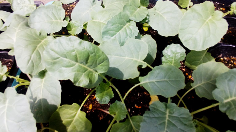 植え頃を迎えた、ブロッコリー