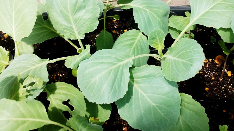 植え頃を迎えた、キャベツ