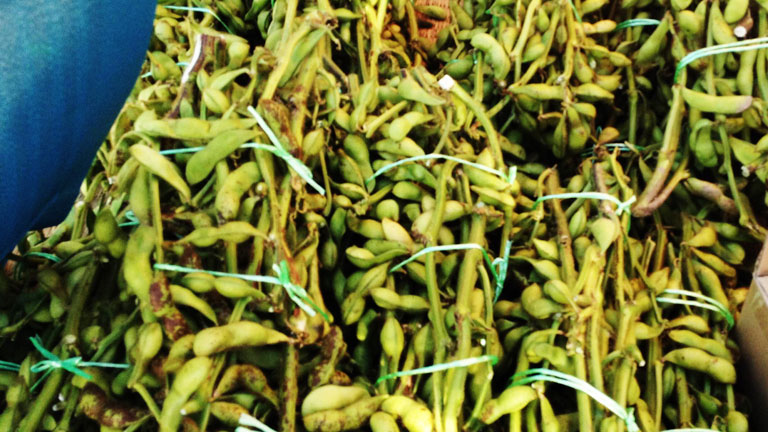 ファーマーズ出店模様-5