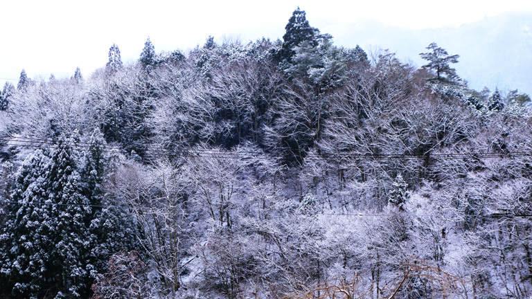 初積雪(2014-12-18-1)