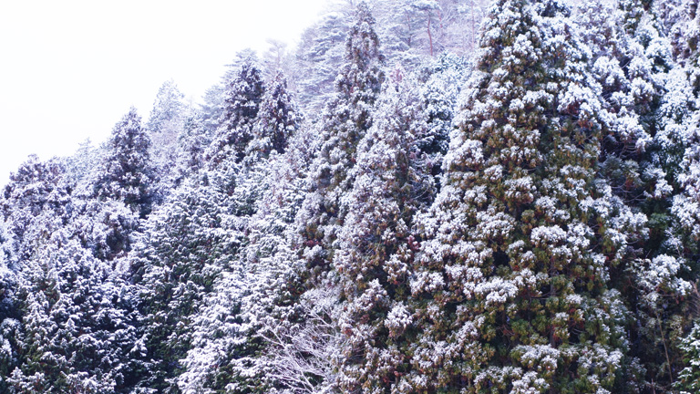 初積雪（2014-12-18-3）