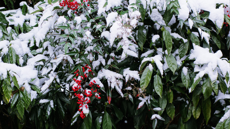 初積雪（2014-12-18-5）