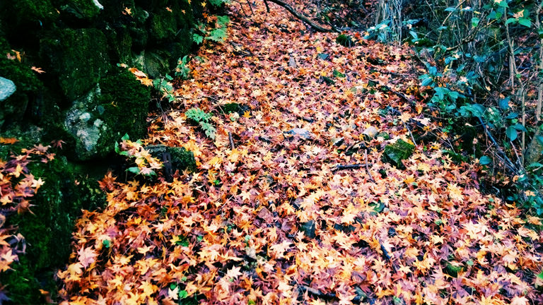 丹波篠山の紅葉