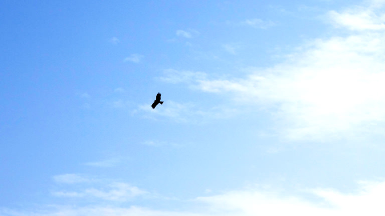 快晴の空を舞う鳶