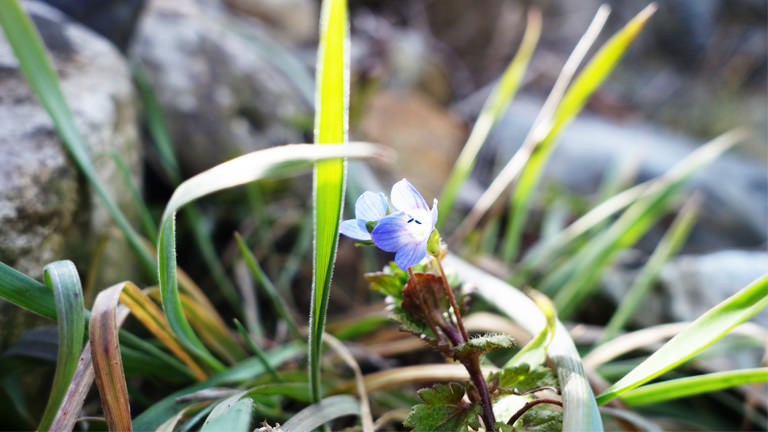 オオイヌノフグリ