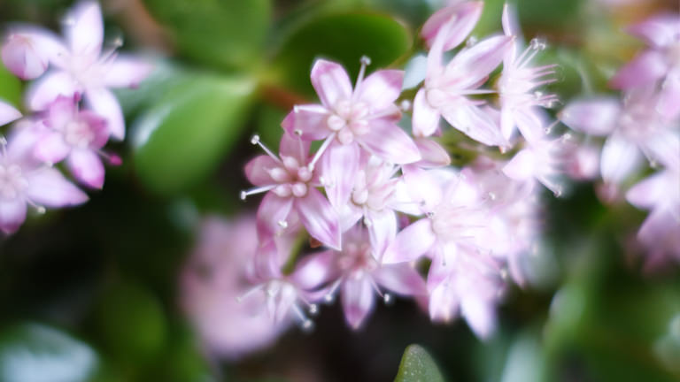 花を咲かせた金のなる木