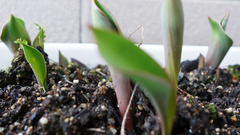 芽を出したチューリップ