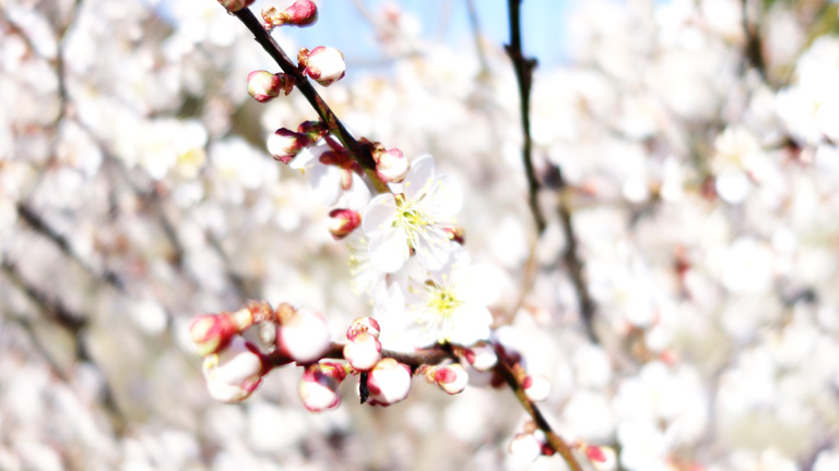 梅の花も満開
