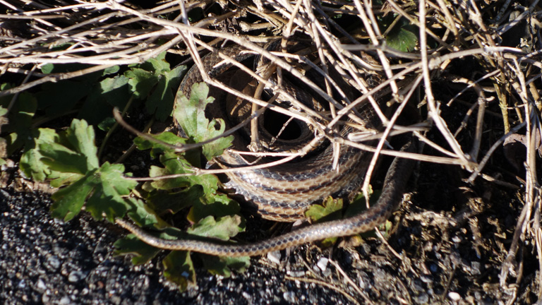 ヘビの日光浴