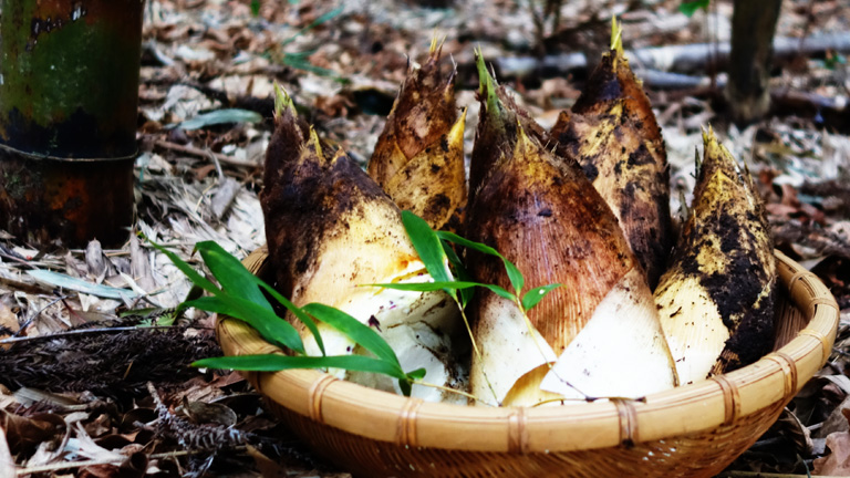丹波篠山の後川筍