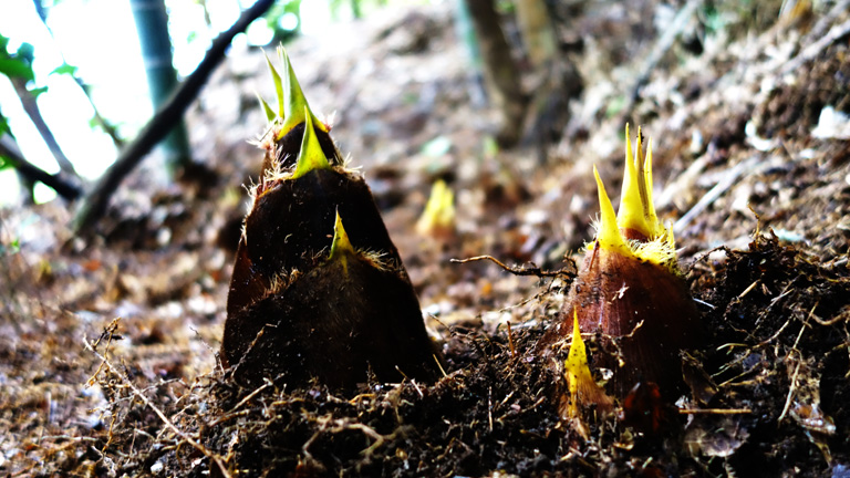 丹波篠山の後川筍