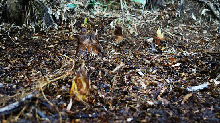 丹波篠山の後川筍