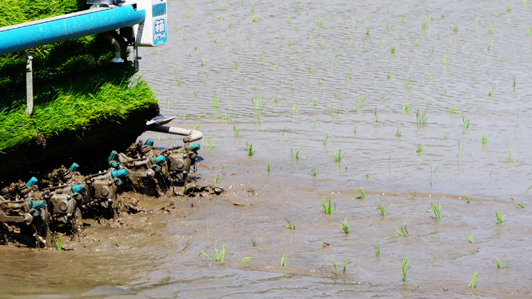 2015年田植え風景
