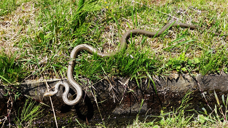 田植え中にシマヘビ訪問
