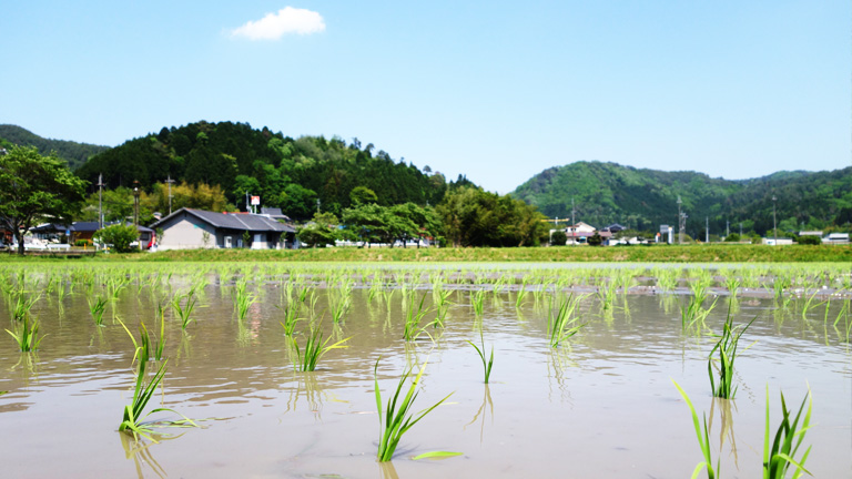 2015年度田植え終了