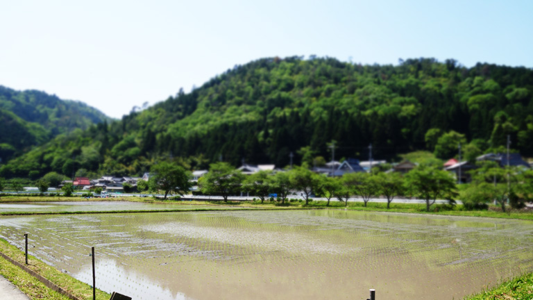 2015年度田植え終了