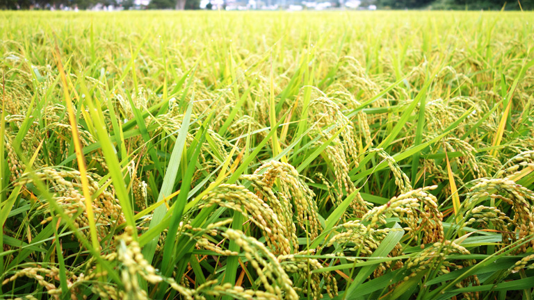 平成27年度産「新米丹波篠山産コシヒカリ」先行予約開始